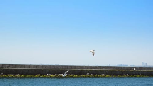 Seagulls Flying Over the Ocean on a Sunny Day