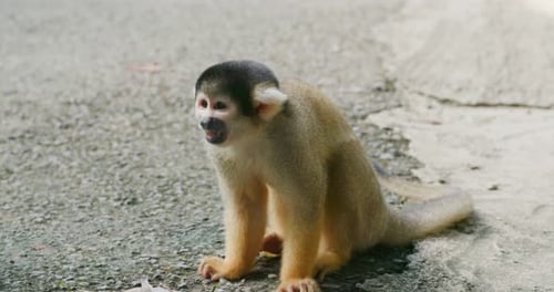 Squirrel Monkeys