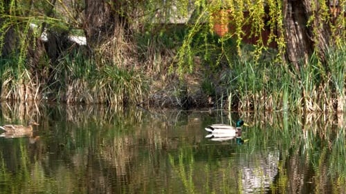 Ducks Swim on Lake Close Up