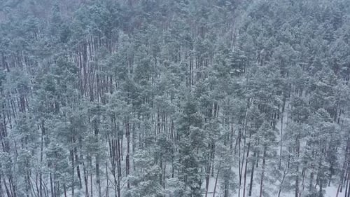 Aerial View on the Winter Snowcovered Forest in Snowfall
