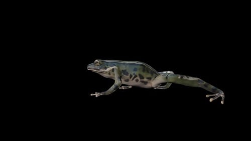 Frog Walk