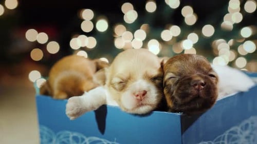 Three Cute Little Puppies in a Gift Box
