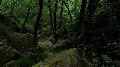 Nature Landscape Waterfall Jungle Forest Water