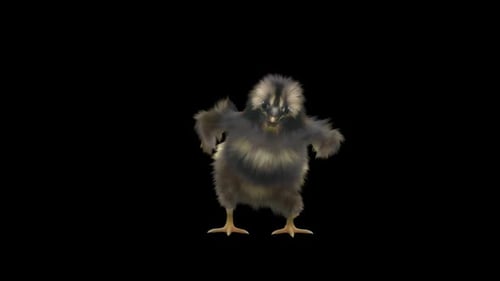 Fluffy Baby Chick Dancing Animation