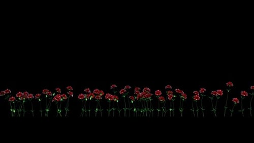 Red Flowers Blooming Organic Plant Animation