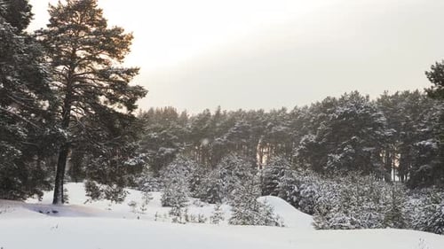 Winter Landscape with a Pine Forest in the Snow