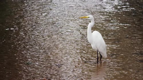 Foto de
cuerpo entero de garceta blanca en Río.