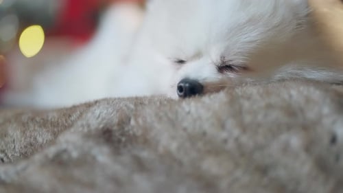 Cute Pomeranian Puppy Sleeping Peacefully Indoors