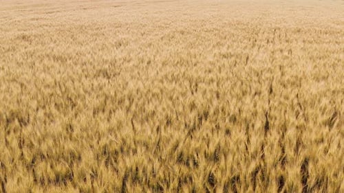 Drone Flying Over Wheat Field Close Up