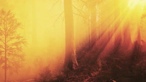 Rayons de soleil au plus profond de la forêt au printemps