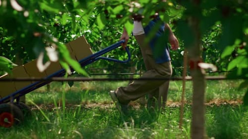 Agrónomo moviendo cajas de cosecha con frutas en un concepto de jardín verde y soleado