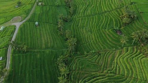 Rice fields in Bali