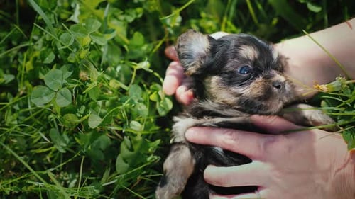 The Owner's Hands Stroke a Funny Little Puppy on the Background of Green Grass