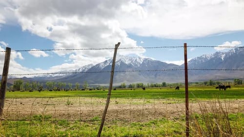 Felder, Rinder und Berge Zeitraffer