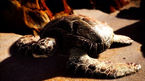 Tortuga marina en arena de playa