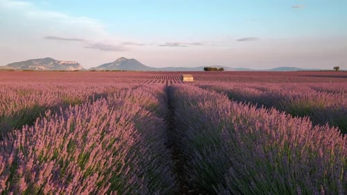Lavender Field Sunset Time Lapse in Valensole, Provence France