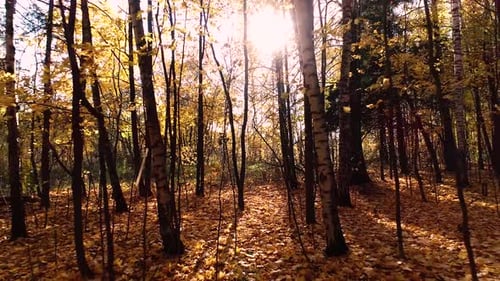 Colorful Autumn Forest Wood