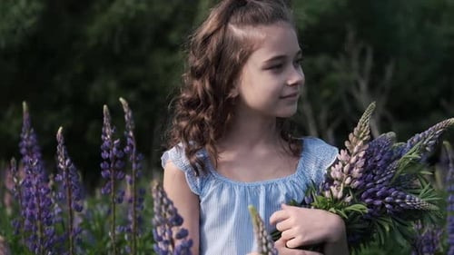 Beautiful Happy Little Girl Is Walking Along a Blooming Purple Field of Lupins with a Large Bouquet