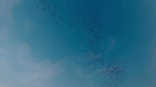 Fledermäuse fliegen