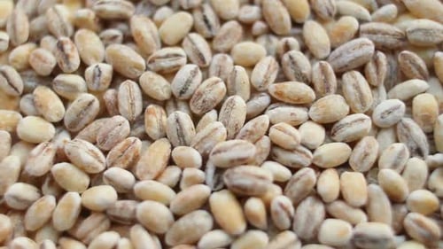 Pearl Barley Grains Background
