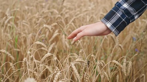Countryside Closeup on the Hands Female Farmer Walks Through a Field of Rye and Runs Her Hand Over