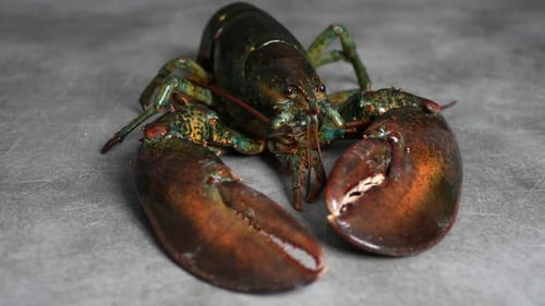 Lobster 19