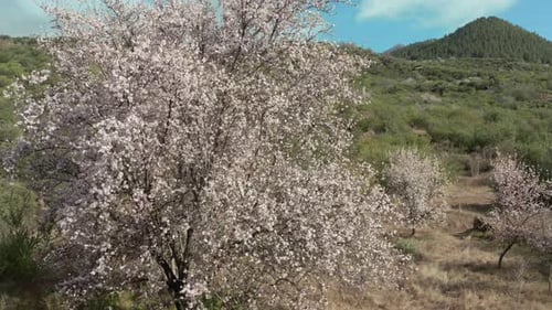 Early Spring in the Canary Islands. Almond Blossoming in the Valley of the Teide Tenerife Volcano