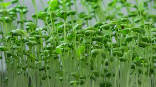 Close-up Microgreens Plants Growing in Timelapse on Grey Background, Sprouts Germination Newborn