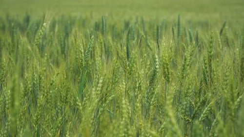Green Wheat On Field