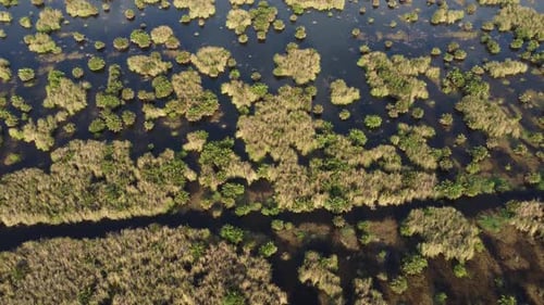 Drone view wetland of green grass