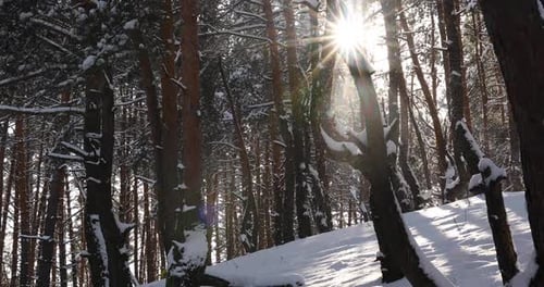 Magical Winter Forest Sunlight Behind Pine Forest in Winter Snow Flakes Falling