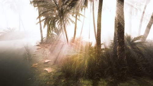 Cocotiers dans un brouillard matinal profond