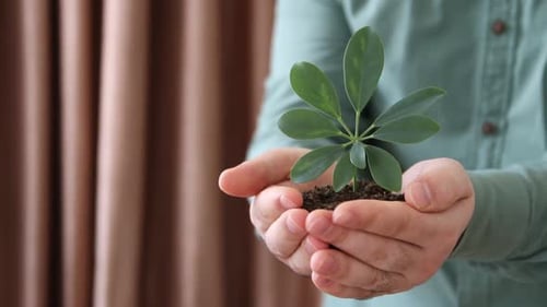 Plant on Hands