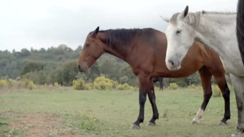 Side Video of White and Brown Horses Outdoor Gimbal Steadicam