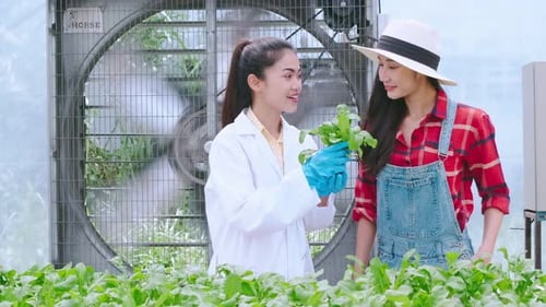 Two Women Inspecting Lettuce in Greenhouse