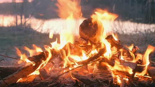 Burning Bonfire of Dry Branches in the Forest in Riverbank Close-up