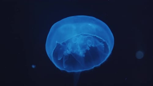 Translucent Jellyfish Drifting in the Deep Blue Sea