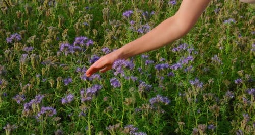 View of Large Blooming Honey Plants Named Male Fidelity
