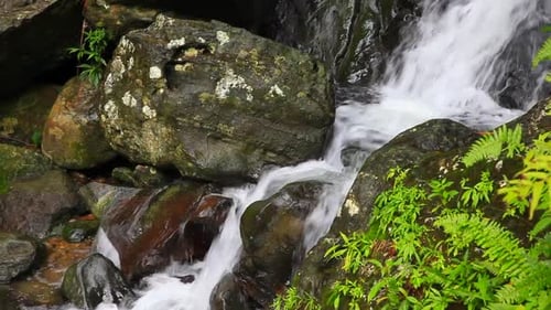 Ein Bach mit Wasser, das durch abgerundete Felsen hinunter in ein Wasserbecken mit fruchtbaren Farnen fließt