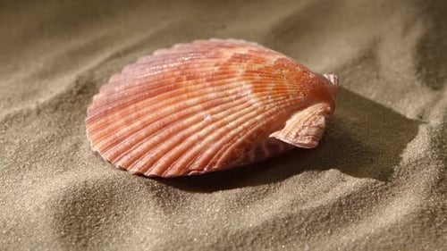 Muschel, Rosa, auf Sand, Hintergrundbeleuchtung, Rotation, Nahaufnahme