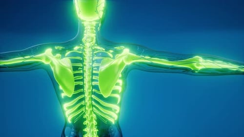 Glowing Digital Human Anatomy Scan with Nervous System