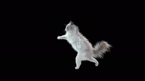Katze Capoeira 4K