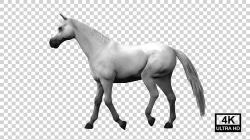 Horse Walking Side View