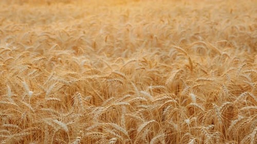 Ernten Sie an einem sonnigen Tag Brot auf einem Feld mit reifem Weizen