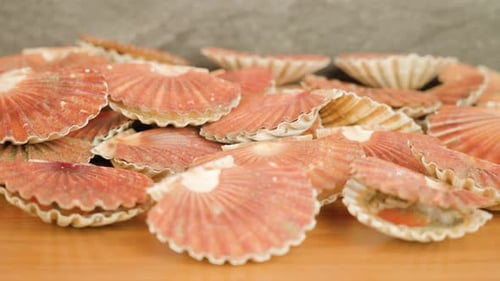 Live Scallops Open and Close Valves Lying on Table Surface