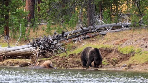 Grizzly Bear had killed an elk in Yellowstone