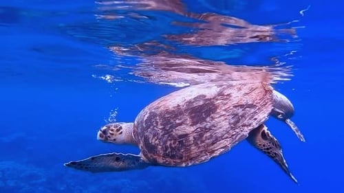 Sea Turtle Breath Underwater