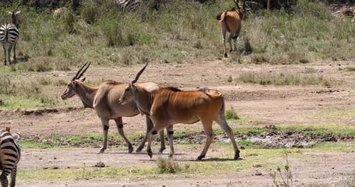 Cape Eland, taurotragus oryx, Nairobi Park in Kenya, Masai Mara Park in Kenya, Real Time 4K