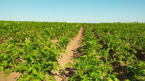 Potato Field