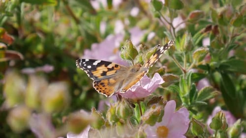 Macro close up of a painted lady butterfly feeding on nectar and pollinating pink flowers with orang